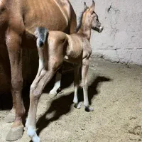 اسب مادیون و کره