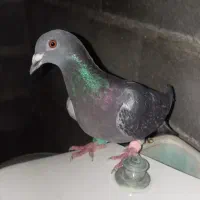 کبوتر|پرنده|دوگنبدان, |دیوار