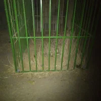 حفاظ اهنی برای مرغ و گوسقند حیوانات|لوازم جانبی حیوانات|گنبد کاووس, |دیوار