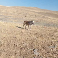 سگ آلابای اصیل