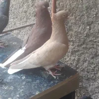 کبوتر|پرنده|سوسنگرد, |دیوار