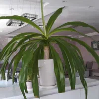 غول ملکه گل دار|گل و گیاه طبیعی|بروجرد, |دیوار