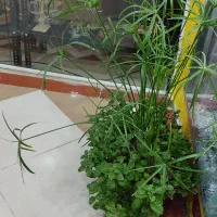 گل بسیار زیبا|گل و گیاه طبیعی|بانه, |دیوار