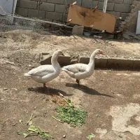 غاز