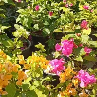 گل کاغذی|گل و گیاه طبیعی|تهران, دبستان|دیوار