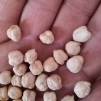 نخود عادل پاییزه