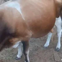 گاو نر جلب