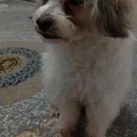 واگذاری هاسکی و شیتزو تری