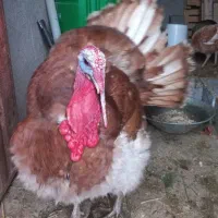 تخم نطفه دار بوقلمون بوربون