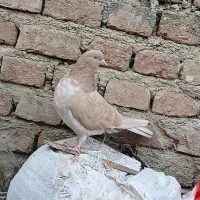 گرگی زرد ماده کسمه