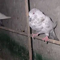 ایرانی پرشی|پرنده|میناب, |دیوار