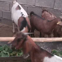 فروش ۷ راس بزغاله با یک بزمورسیا ابستن