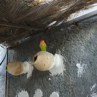 چهارتا صورت هلویی مولد تخم‌ گذار نر و ماده