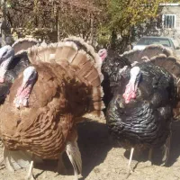 فروش بوقلمون