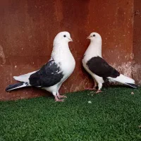 کبوتر پرشی ( بندرگز)|پرنده|گرگان, |دیوار