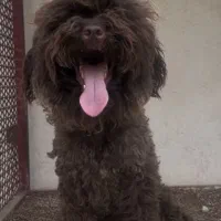 پودل نر بالغ  ۱۵ ماهه