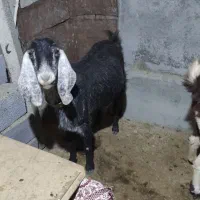 بز هلندی|حیوانات مزرعه|صحنه, |دیوار