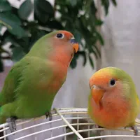 کوتوله برزیلی صورت هلویی