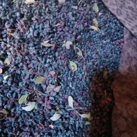 زرشک وآب زرشک کوهی تازه غلیظ وباکیفیت|خوردنی و آشامیدنی|سمنان, |دیوار