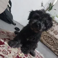 پاپی خوشگل بازی گوش حرف گوش کن ها