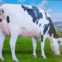 ۳کارگر جهت کاردرگاوداری