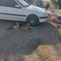 پژو پارس تیوفایو گاز برقی