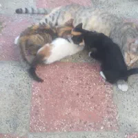 واگذاری رایگان بچه گربه