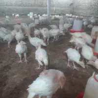 جوجه بوقلمون یک ماه
