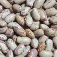 لوبیا چیتی زود پز