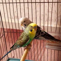 مرغ عشق بلنک وینگ