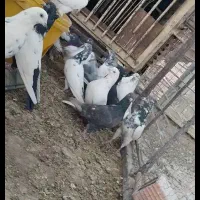 کبوتر پرشی|پرنده|شهر بابک, |دیوار