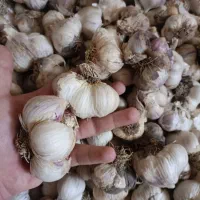 سیر درشت تازه تفرش|خوردنی و آشامیدنی|قم, انصار‌الحسین|دیوار
