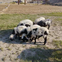 گوسفند|حیوانات مزرعه|میرجاوه, |دیوار