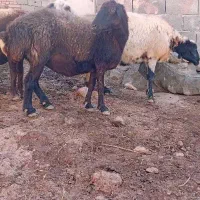 دوراس سرحال