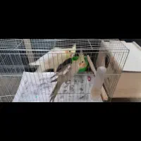 جوجه عروس جفت نروماده
