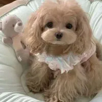 سگ های مینیاتور پاکوتاه و پشمالو واکسینه شده|سگ|خرمآباد, |دیوار