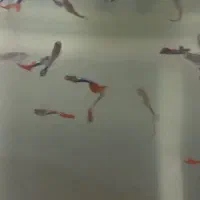 ماهی گپی|ماهی|تبریز, |دیوار