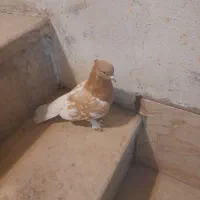 کله زرد ماده|پرنده|شیراز, کوشک میدان|دیوار