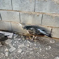 طاووس مصری