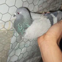 ۴ تا کبوتر|پرنده|قم, زنبیل آباد|دیوار