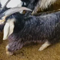 کهره یکساله بزری|حیوانات مزرعه|مرودشت, نقش رستم|دیوار