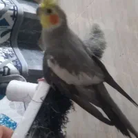 یه عروس هلندی|پرنده|رشت, جماران|دیوار