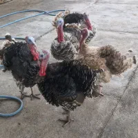 فروش بوقلمون ،با تخفیف پای معامله|پرنده|اندیمشک, |دیوار