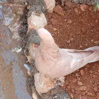 کبوتر|پرنده|شیراز, شهرک قمشه|دیوار