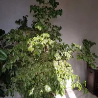 فروش گل بنجامین و فیکوس|گل و گیاه طبیعی|ملکان, |دیوار