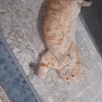 واگذاری رایگان گربه هشت ماه نر