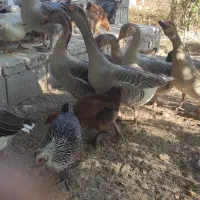 غاز محلی و اردک محلی طبیعی|حیوانات مزرعه|یاسوج, |دیوار