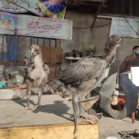 جوجه اوشامو
