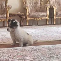 سگ کوچولو پامر اشپیتز|سگ|تبریز, |دیوار