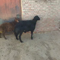 فروشی|حیوانات مزرعه|محمدبار, |دیوار